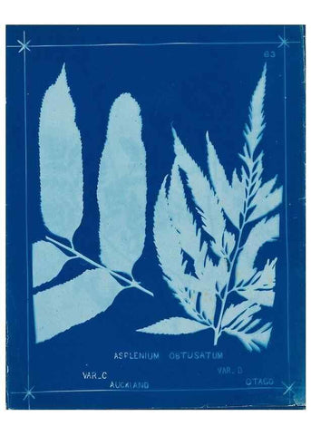 Reproducción/Reproduction 49806269547: [New Zealand ferns]. Auckland, New ZealandDobbie, H. B.1880. 
