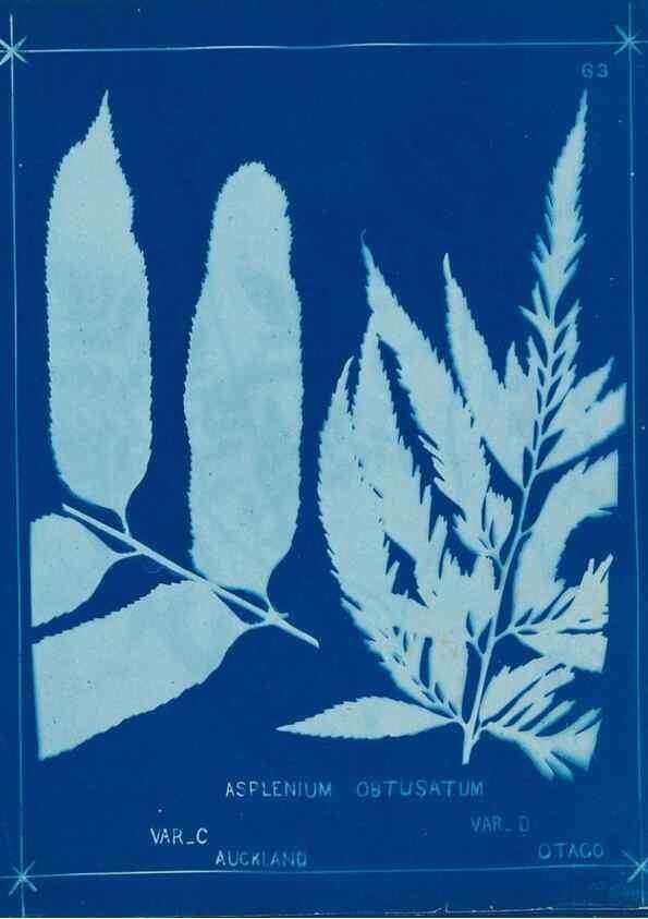Reproducción/Reproduction 49806269547: [New Zealand ferns]. Auckland, New ZealandDobbie, H. B.1880. 
