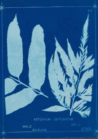 Reproducción/Reproduction 49806269547: [New Zealand ferns]. Auckland, New ZealandDobbie, H. B.1880. 