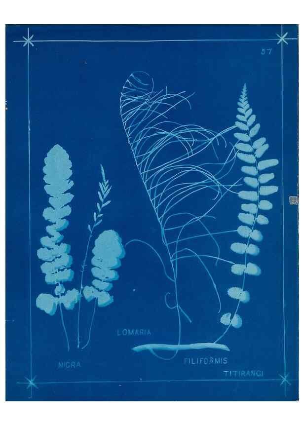 Reproducción/Reproduction 49806266752: [New Zealand ferns]. Auckland, New ZealandDobbie, H. B.1880. 