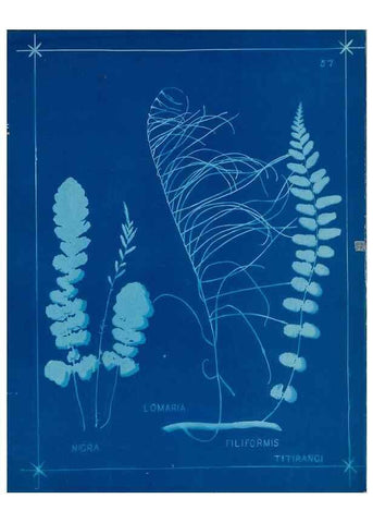 Reproducción/Reproduction 49806266752: [New Zealand ferns]. Auckland, New ZealandDobbie, H. B.1880. 