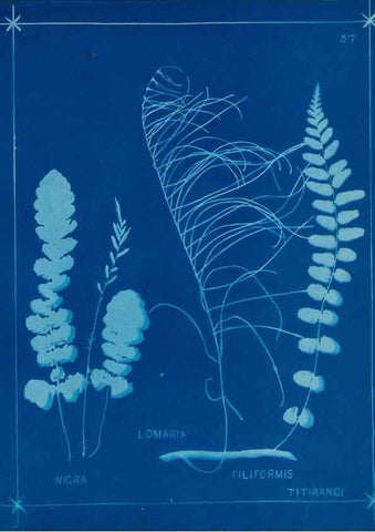 Reproducción/Reproduction 49806266752: [New Zealand ferns]. Auckland, New ZealandDobbie, H. B.1880. 