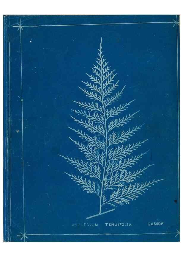 Reproducción/Reproduction 49806251952: [New Zealand ferns]. Auckland, New ZealandDobbie, H. B.1880. 