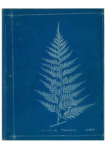 Reproducción/Reproduction 49806251952: [New Zealand ferns]. Auckland, New ZealandDobbie, H. B.1880. 