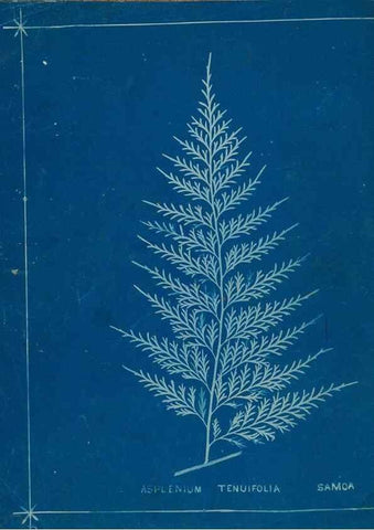 Reproducción/Reproduction 49806251952: [New Zealand ferns]. Auckland, New ZealandDobbie, H. B.1880. 