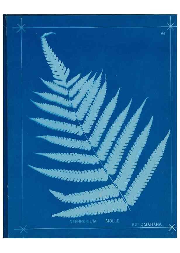 Reproducción/Reproduction 49806277102: [New Zealand ferns]. Auckland, New ZealandDobbie, H. B.1880. 