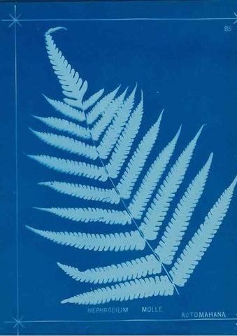 Reproducción/Reproduction 49806277102: [New Zealand ferns]. Auckland, New ZealandDobbie, H. B.1880. 