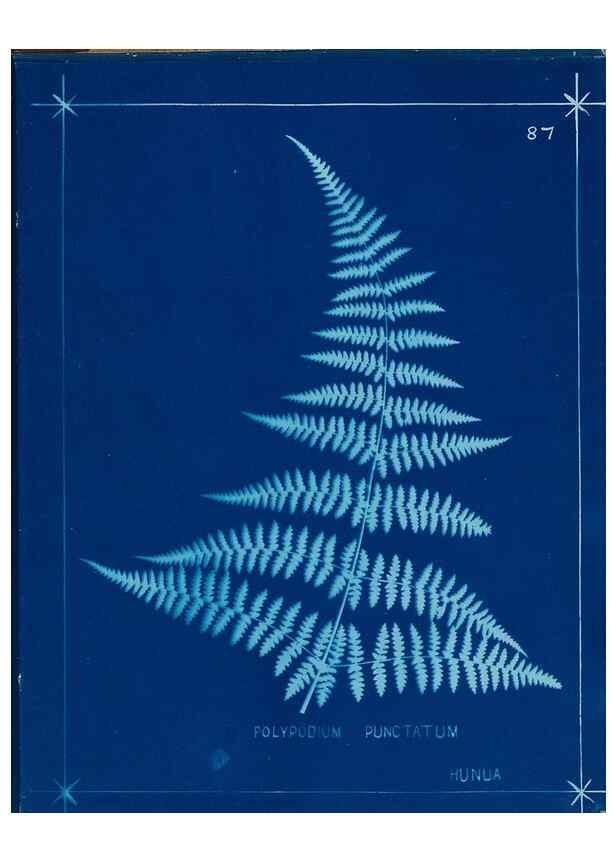 Reproducción/Reproduction 49805967761: [New Zealand ferns]. Auckland, New ZealandDobbie, H. B.1880. 