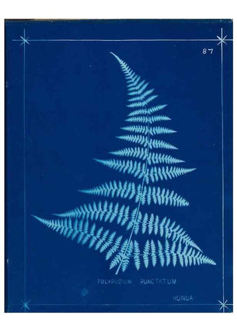 Reproducción/Reproduction 49805967761: [New Zealand ferns]. Auckland, New ZealandDobbie, H. B.1880. 