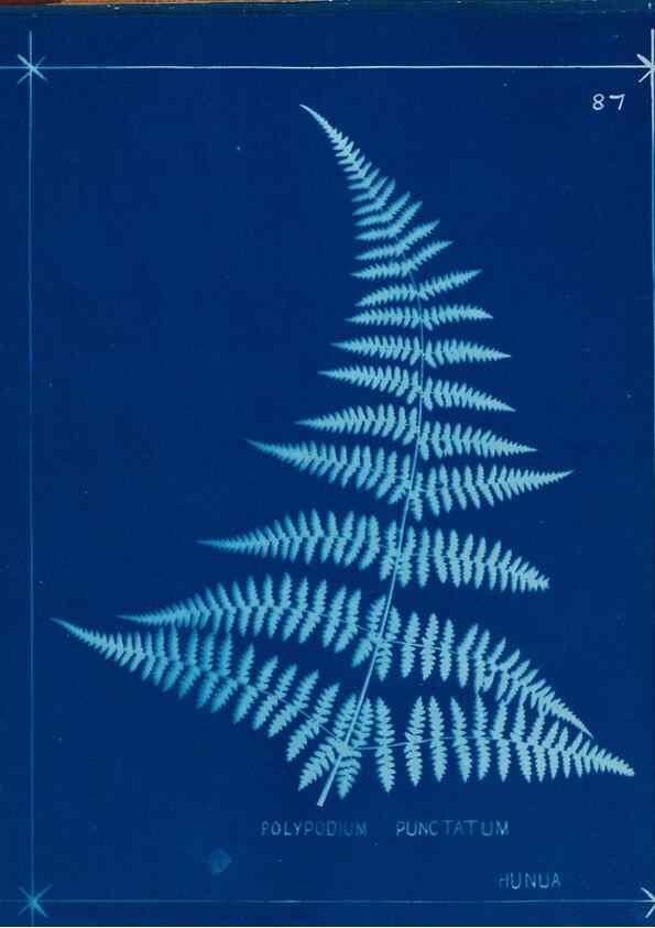 Reproducción/Reproduction 49805967761: [New Zealand ferns]. Auckland, New ZealandDobbie, H. B.1880. 