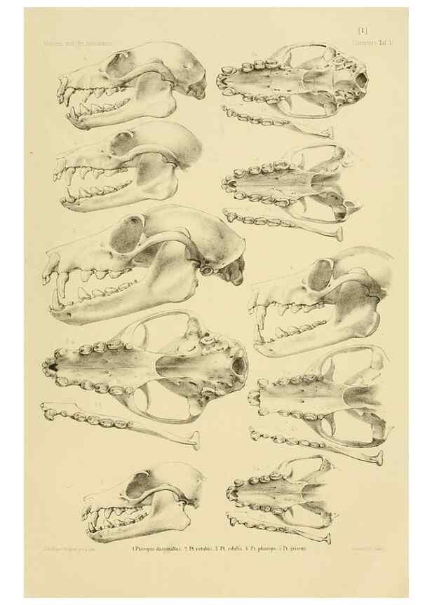 Reproducción/Reproduction 49806689002: Die Fledermäuse des Berliner Museums für Naturkunde.. Berlin :G. Reimer,1899.. 