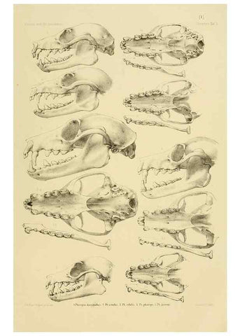 Reproducción/Reproduction 49806689002: Die Fledermäuse des Berliner Museums für Naturkunde.. Berlin :G. Reimer,1899.. 