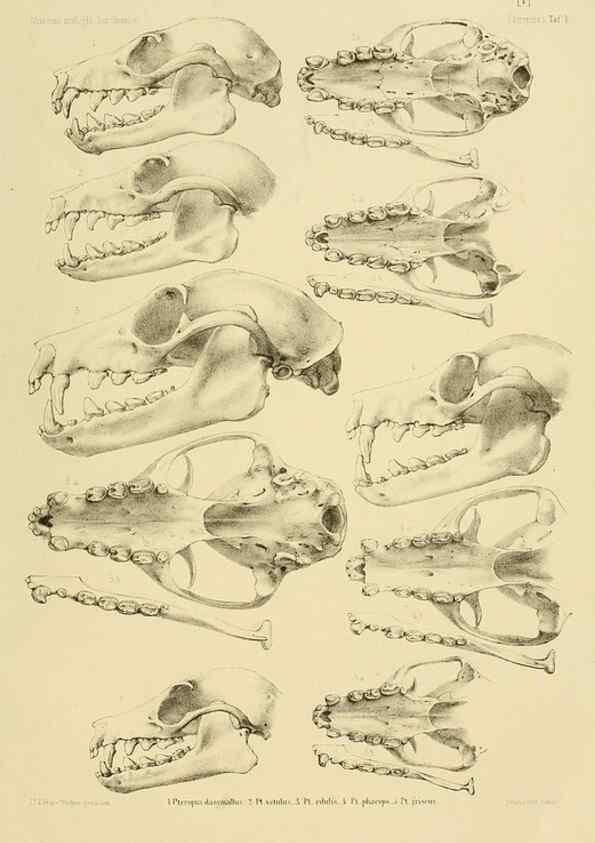 Reproducción/Reproduction 49806689002: Die Fledermäuse des Berliner Museums für Naturkunde.. Berlin :G. Reimer,1899.. 