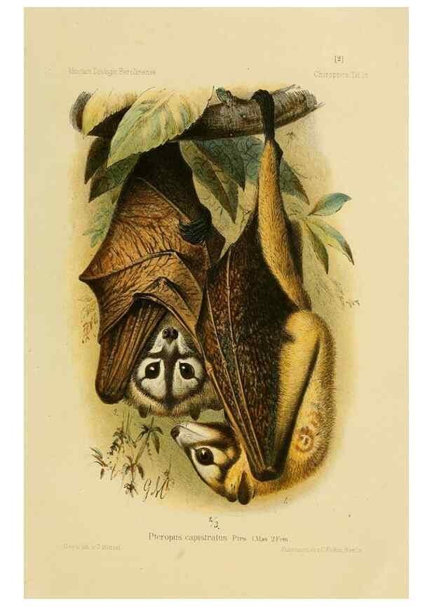 Reproducción/Reproduction 49806375536: Die Fledermäuse des Berliner Museums für Naturkunde.. Berlin :G. Reimer,1899.. 