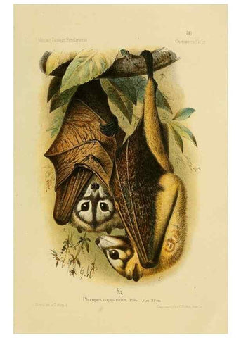 Reproducción/Reproduction 49806375536: Die Fledermäuse des Berliner Museums für Naturkunde.. Berlin :G. Reimer,1899.. 