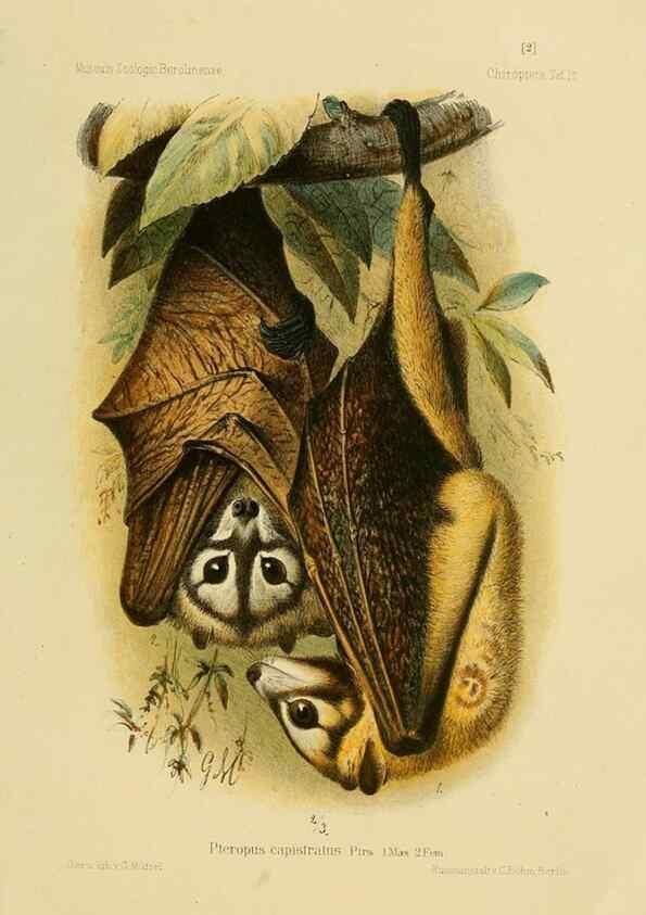 Reproducción/Reproduction 49806375536: Die Fledermäuse des Berliner Museums für Naturkunde.. Berlin :G. Reimer,1899.. 