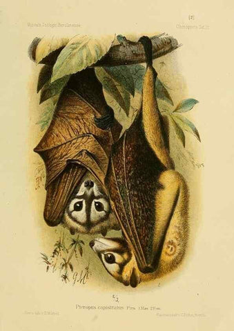 Reproducción/Reproduction 49806375536: Die Fledermäuse des Berliner Museums für Naturkunde.. Berlin :G. Reimer,1899.. 