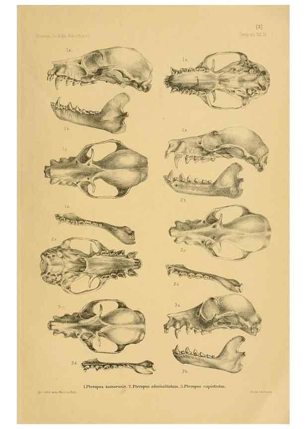 Reproducción/Reproduction 49806689802: Die Fledermäuse des Berliner Museums für Naturkunde.. Berlin :G. Reimer,1899.. 