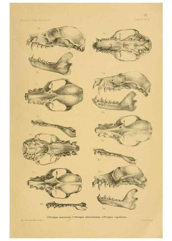Reproducción/Reproduction 49806689802: Die Fledermäuse des Berliner Museums für Naturkunde.. Berlin :G. Reimer,1899.. 