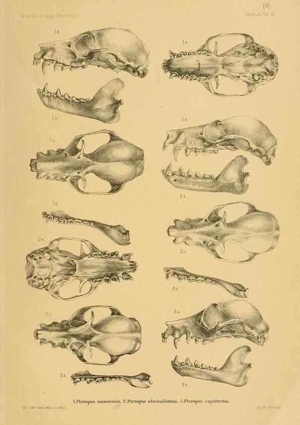 Reproducción/Reproduction 49806689802: Die Fledermäuse des Berliner Museums für Naturkunde.. Berlin :G. Reimer,1899.. 