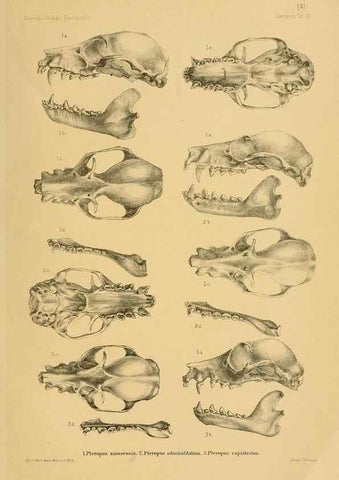 Reproducción/Reproduction 49806689802: Die Fledermäuse des Berliner Museums für Naturkunde.. Berlin :G. Reimer,1899.. 