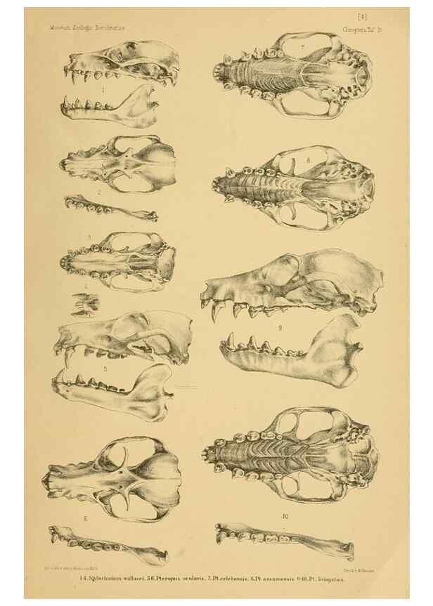 Reproducción/Reproduction 49806376331: Die Fledermäuse des Berliner Museums für Naturkunde.. Berlin :G. Reimer,1899.. 
