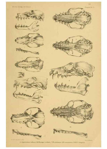 Reproducción/Reproduction 49806376331: Die Fledermäuse des Berliner Museums für Naturkunde.. Berlin :G. Reimer,1899.. 