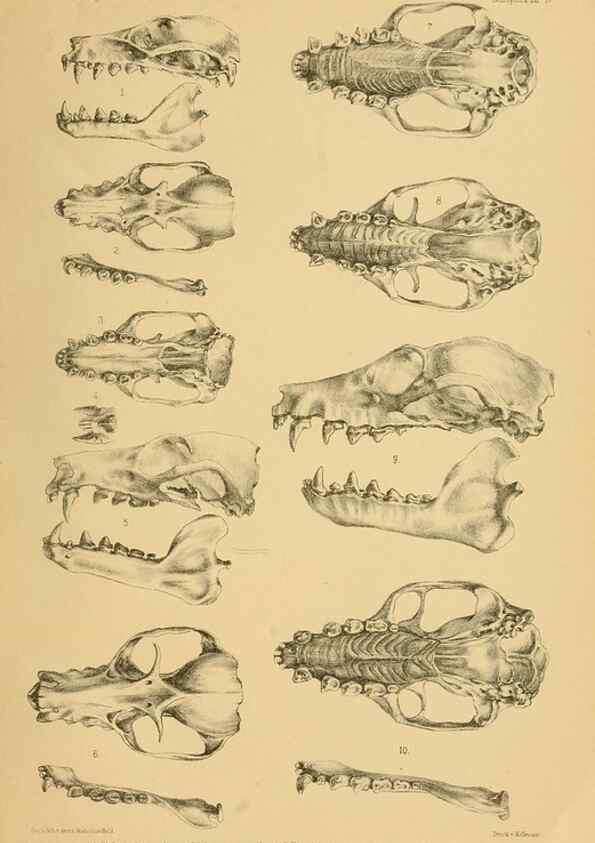 Reproducción/Reproduction 49806376331: Die Fledermäuse des Berliner Museums für Naturkunde.. Berlin :G. Reimer,1899.. 
