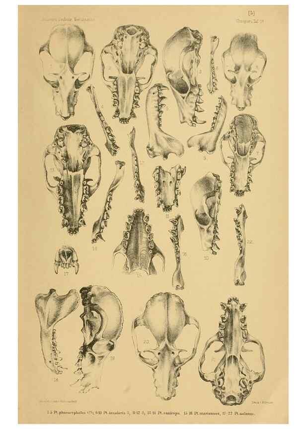 Reproducción/Reproduction 49805825463: Die Fledermäuse des Berliner Museums für Naturkunde.. Berlin :G. Reimer,1899.. 