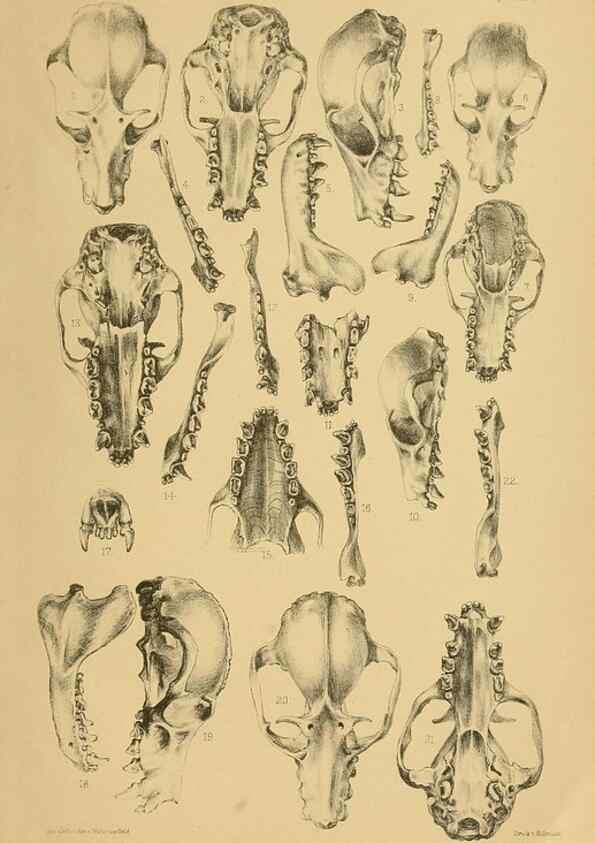 Reproducción/Reproduction 49805825463: Die Fledermäuse des Berliner Museums für Naturkunde.. Berlin :G. Reimer,1899.. 