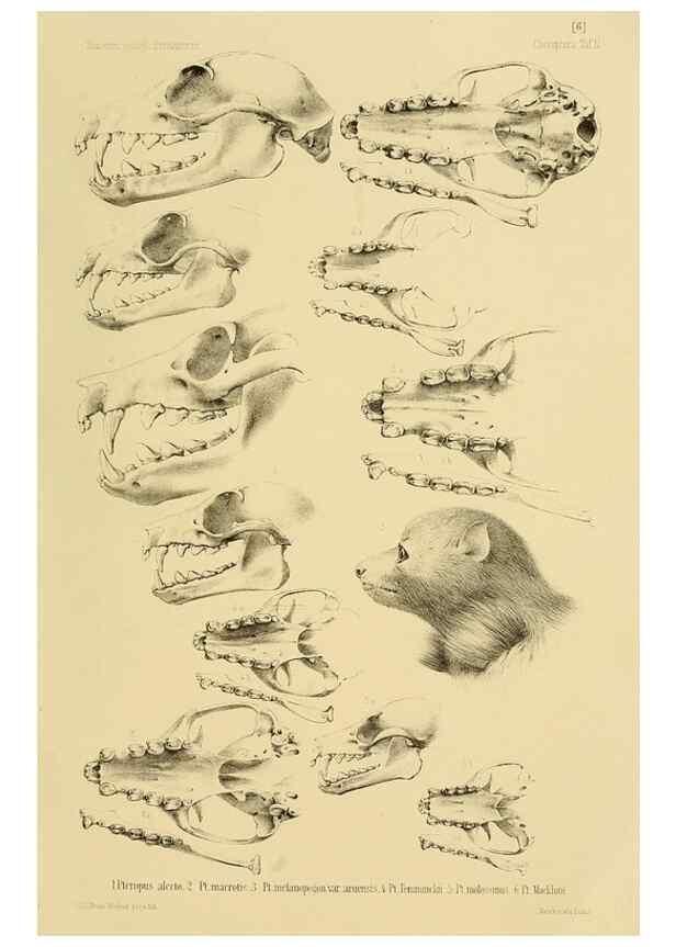Reproducción/Reproduction 49806376936: Die Fledermäuse des Berliner Museums für Naturkunde.. Berlin :G. Reimer,1899.. 