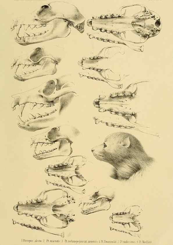 Reproducción/Reproduction 49806376936: Die Fledermäuse des Berliner Museums für Naturkunde.. Berlin :G. Reimer,1899.. 