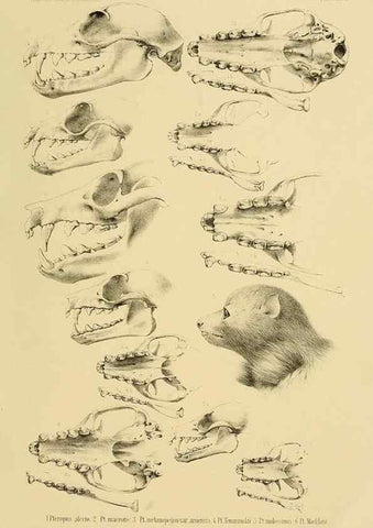 Reproducción/Reproduction 49806376936: Die Fledermäuse des Berliner Museums für Naturkunde.. Berlin :G. Reimer,1899.. 
