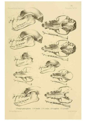 Reproducción/Reproduction 49806691067: Die Fledermäuse des Berliner Museums für Naturkunde.. Berlin :G. Reimer,1899.. 