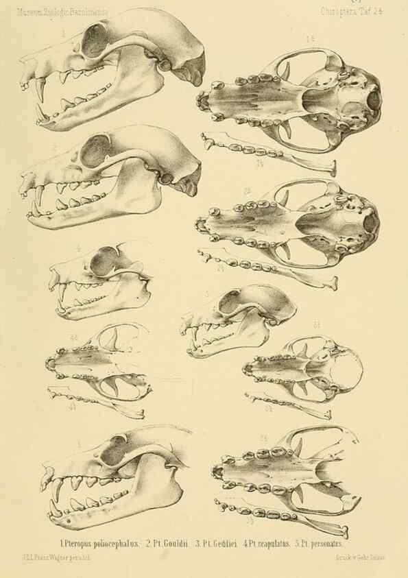 Reproducción/Reproduction 49806691067: Die Fledermäuse des Berliner Museums für Naturkunde.. Berlin :G. Reimer,1899.. 