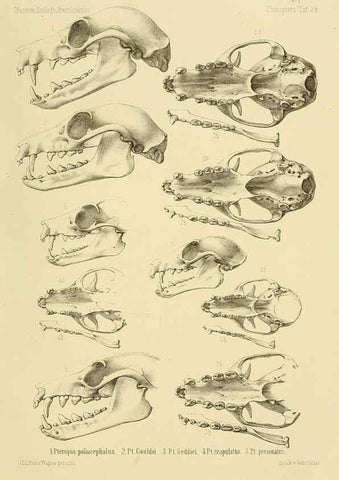 Reproducción/Reproduction 49806691067: Die Fledermäuse des Berliner Museums für Naturkunde.. Berlin :G. Reimer,1899.. 