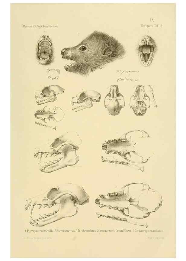 Reproducción/Reproduction 49806377586: Die Fledermäuse des Berliner Museums für Naturkunde.. Berlin :G. Reimer,1899.. 