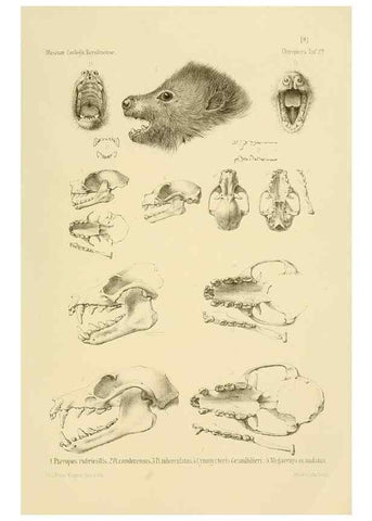 Reproducción/Reproduction 49806377586: Die Fledermäuse des Berliner Museums für Naturkunde.. Berlin :G. Reimer,1899.. 