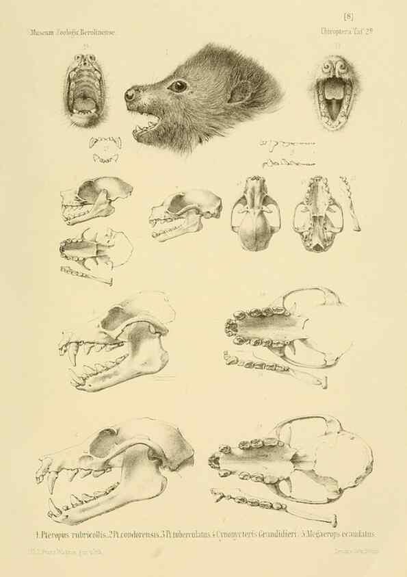 Reproducción/Reproduction 49806377586: Die Fledermäuse des Berliner Museums für Naturkunde.. Berlin :G. Reimer,1899.. 