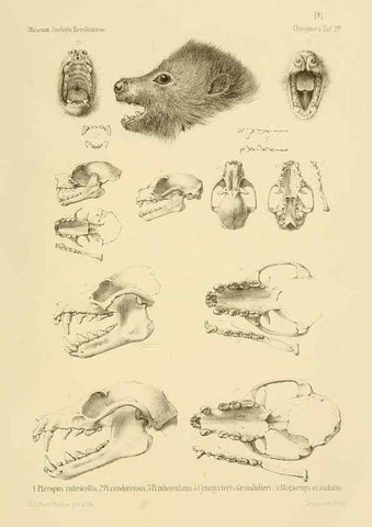 Reproducción/Reproduction 49806377586: Die Fledermäuse des Berliner Museums für Naturkunde.. Berlin :G. Reimer,1899.. 