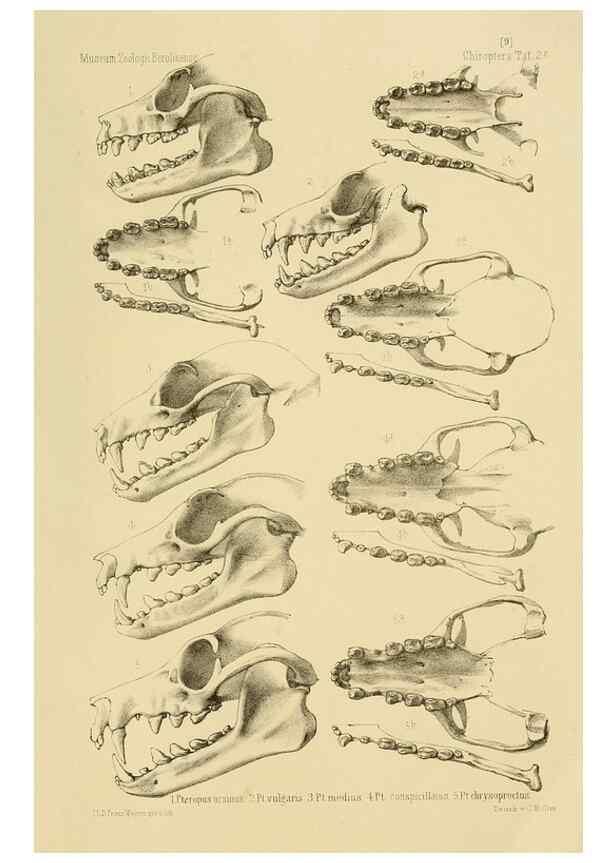 Reproducción/Reproduction 49806377971: Die Fledermäuse des Berliner Museums für Naturkunde.. Berlin :G. Reimer,1899.. 