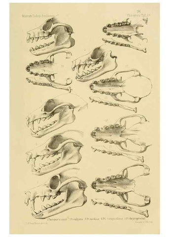 Reproducción/Reproduction 49806377971: Die Fledermäuse des Berliner Museums für Naturkunde.. Berlin :G. Reimer,1899.. 