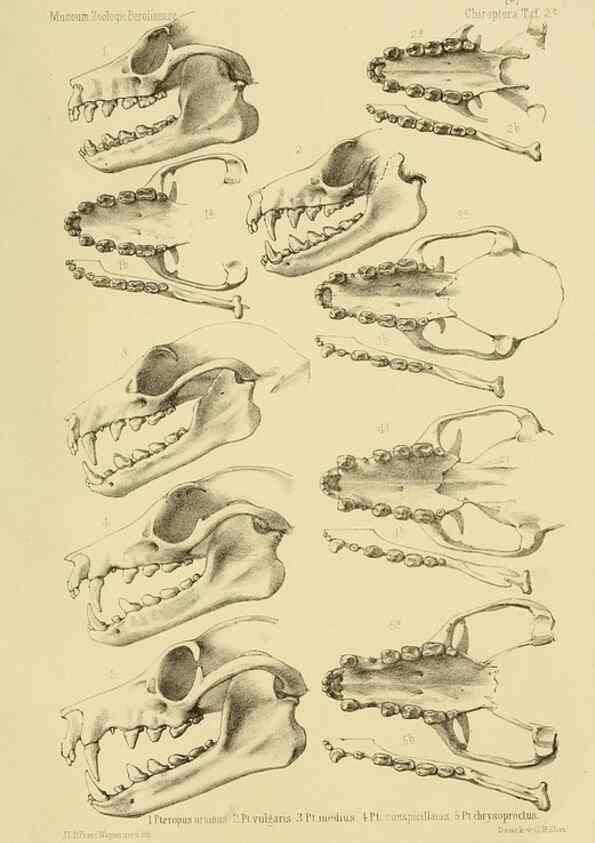 Reproducción/Reproduction 49806377971: Die Fledermäuse des Berliner Museums für Naturkunde.. Berlin :G. Reimer,1899.. 