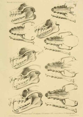 Reproducción/Reproduction 49806377971: Die Fledermäuse des Berliner Museums für Naturkunde.. Berlin :G. Reimer,1899.. 