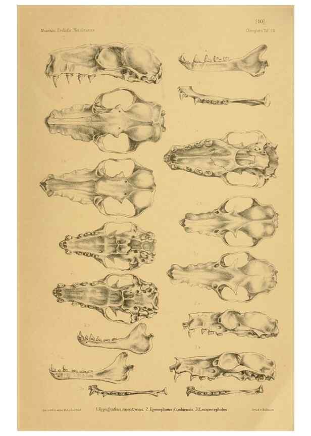 Reproducción/Reproduction 49805827203: Die Fledermäuse des Berliner Museums für Naturkunde.. Berlin :G. Reimer,1899.. 