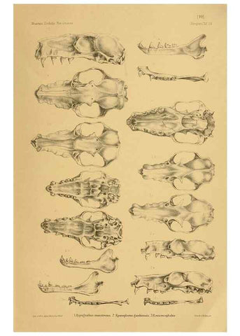 Reproducción/Reproduction 49805827203: Die Fledermäuse des Berliner Museums für Naturkunde.. Berlin :G. Reimer,1899.. 