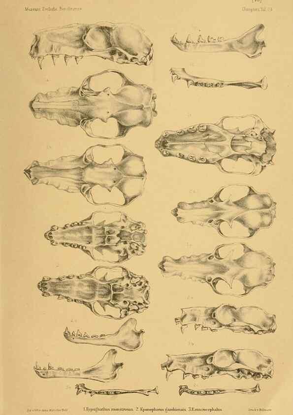 Reproducción/Reproduction 49805827203: Die Fledermäuse des Berliner Museums für Naturkunde.. Berlin :G. Reimer,1899.. 