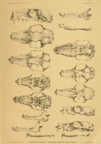 Reproducción/Reproduction 49805827203: Die Fledermäuse des Berliner Museums für Naturkunde.. Berlin :G. Reimer,1899.. 