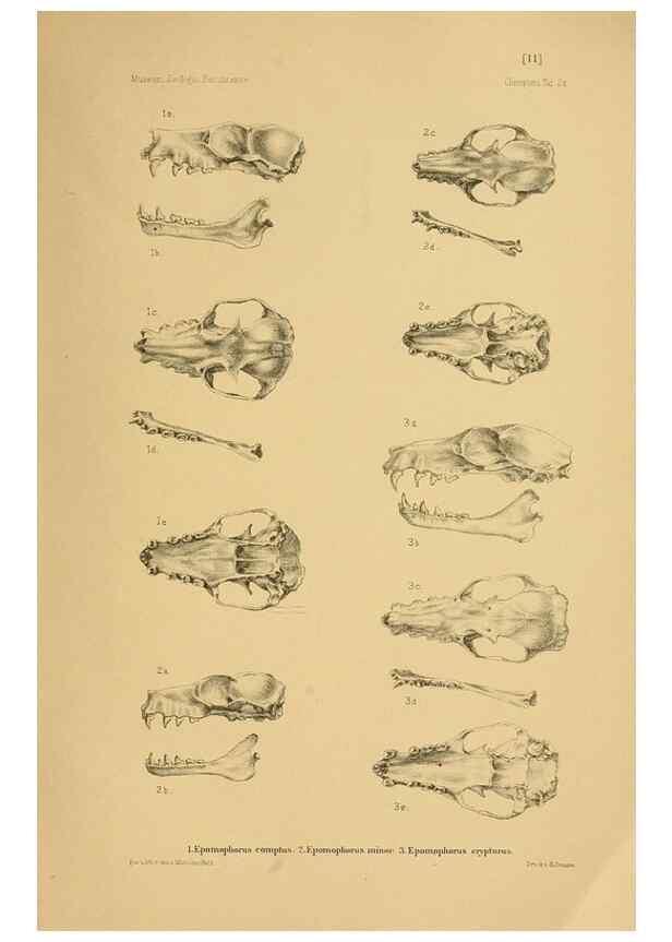 Reproducción/Reproduction 49806692577: Die Fledermäuse des Berliner Museums für Naturkunde.. Berlin :G. Reimer,1899.. 