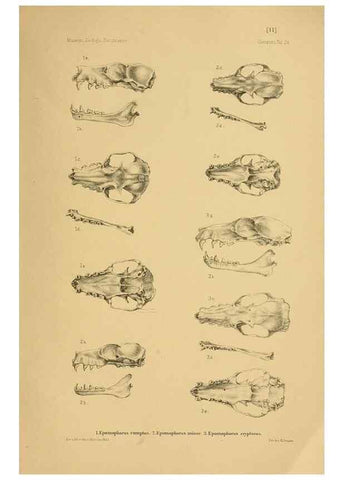 Reproducción/Reproduction 49806692577: Die Fledermäuse des Berliner Museums für Naturkunde.. Berlin :G. Reimer,1899.. 